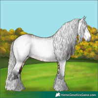 Horse Color:Gray White Spotted Chestnut Sabino and Gray Bay Splash