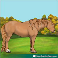 Horse Color:Chestnut 