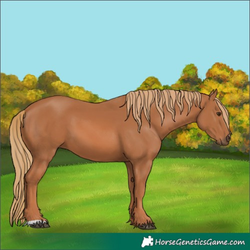 Horse Color:Chestnut 