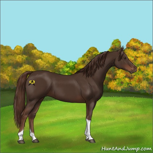 Horse Color:Liver Chestnut Tobiano 