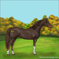 Horse Color:Liver Chestnut Tobiano 