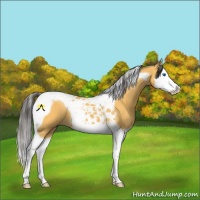 Horse Color:Buckskin Splash Tobiano 