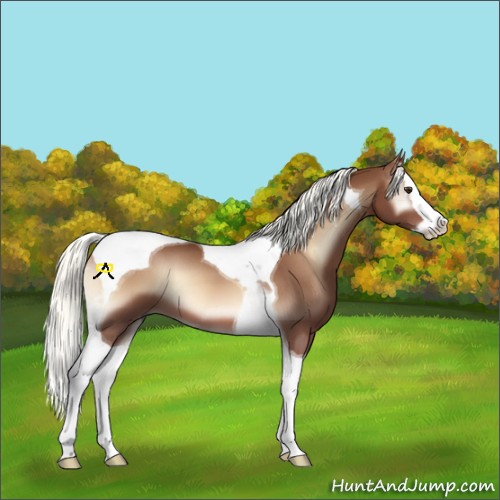 Horse Color:Red Onyx Mushroom Sabino Splash Tobiano
