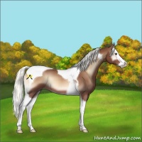 Horse Color:Red Onyx Mushroom Sabino Splash Tobiano 