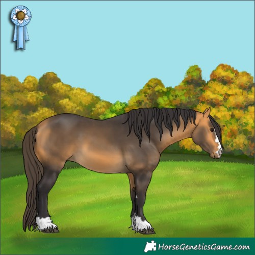 Horse Color:Buckskin 