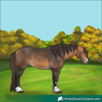Horse Color:Buckskin 