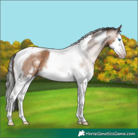 Horse Color:Gray White Spotted Amber Champagne Splash Tobiano Rabicano