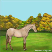 Horse Color:Gray Red Dun Pearl Mushroom