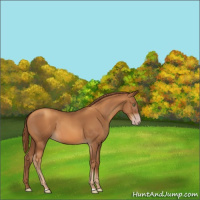Horse Color:Gray Gold Champagne 