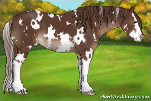 Horse Color:White Spotted Liver Chestnut Splash 
