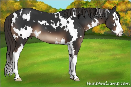 Horse Color:White Spotted Liver Chestnut Splash 