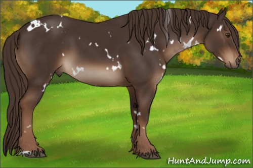 Horse Color:White Spotted Liver Chestnut 
