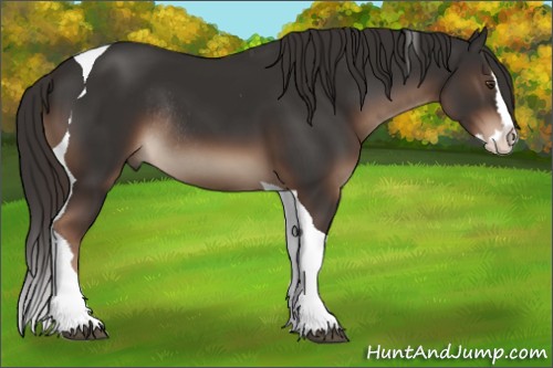 Horse Color:Liver Chestnut Splash Tobiano Rabicano 