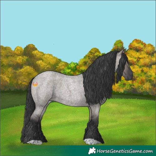 Horse Color:Grullo Roan 