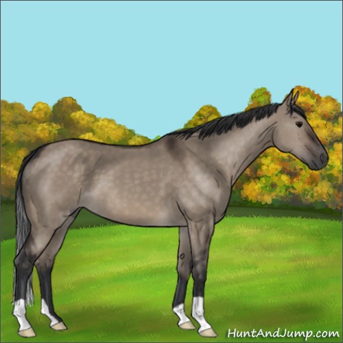 Horse Color:Brown Dun 