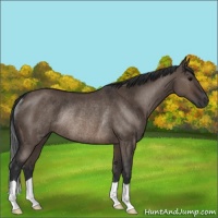 Horse Color:Brown Dun Rabicano
