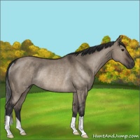 Horse Color:Brown Dun Rabicano
