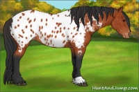 Horse Color:Bay Appaloosa 