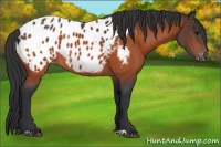 Horse Color:Bay Appaloosa 