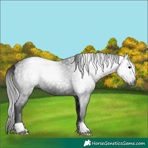 Horse Color:Gray Black 