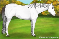 Horse Color:Bay Splash Fewspot 