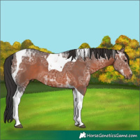 Horse Color:Brown Ice Sabino Tobiano 