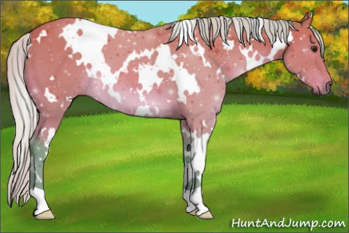 Horse Color:Watercolor White Spotted Silver Bay 