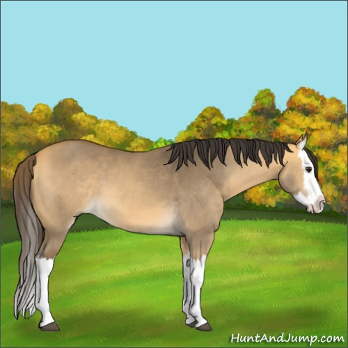 Horse Color:Buckskin Dun Splash 