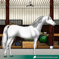 Horse Color:Gray Chestnut 