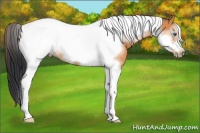 Horse Color:Bay Tobiano Frame