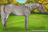 Horse Color:Silver Blue Roan 