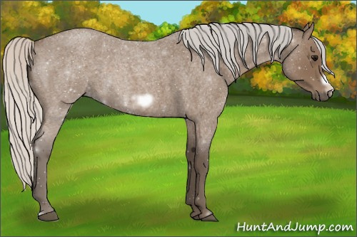 Horse Color:Silver Blue Roan Frame 