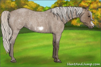 Horse Color:Silver Blue Roan Frame 