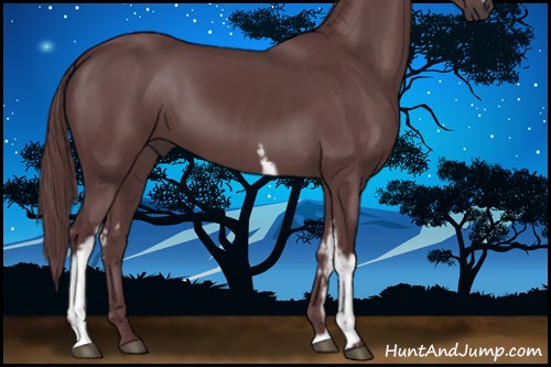 Horse Color:White Spotted Chocolate Black 