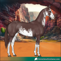 Horse Color:White Spotted Chocolate Black 