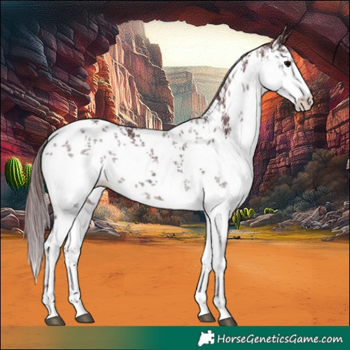 Horse Color:White Spotted Chocolate Black Sabino 