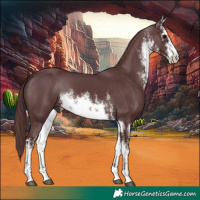 Horse Color:White Spotted Chocolate Black