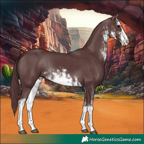 Horse Color:White Spotted Chocolate Black