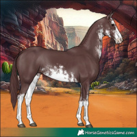 Horse Color:White Spotted Chocolate Black 
