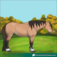 Horse Color:Bay Dun 