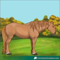 Horse Color:Chestnut 