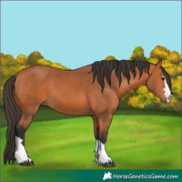 Horse Color:Bay 