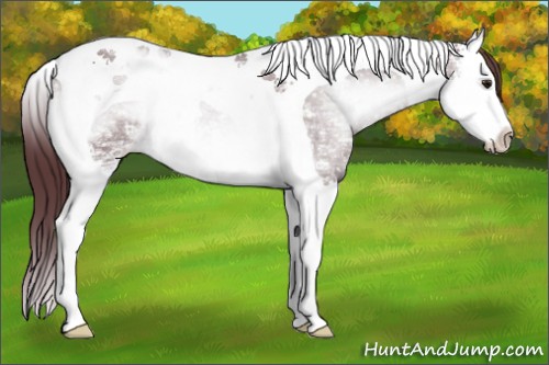 Horse Color:Chocolate Brown Chinchilla Ice Onyx Mushroom Splash Tobiano