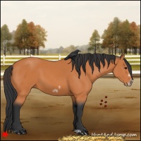 Horse Color:Bay Frame