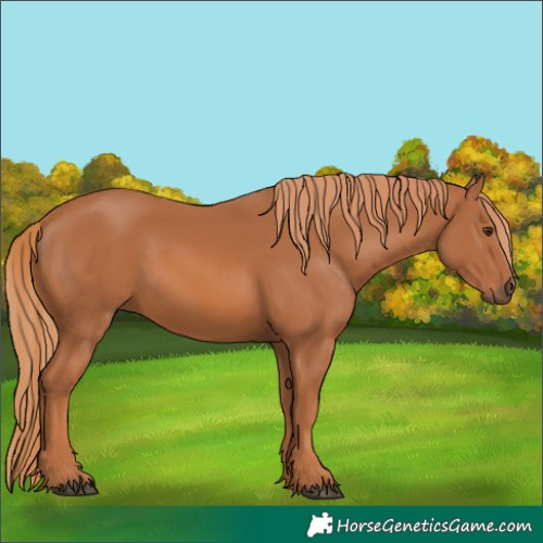 Horse Color:Chestnut 