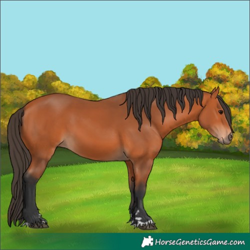 Horse Color:Bay 