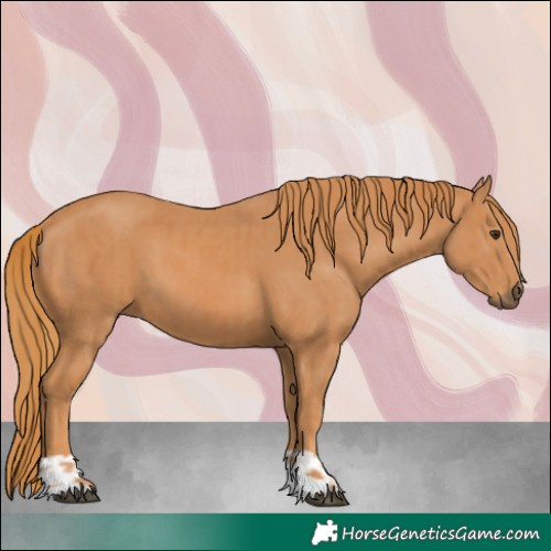 Horse Color:Chestnut and Chestnut
