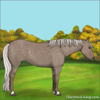 Horse Color:Silver Grullo 