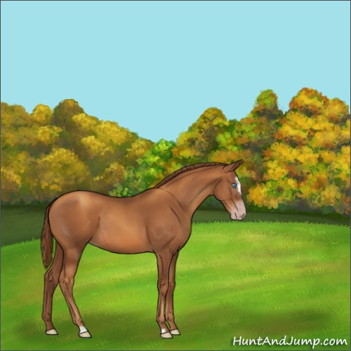 Horse Color:Gray Gold Champagne Sabino