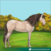 Horse Color:White Spotted Amber Champagne Ice 